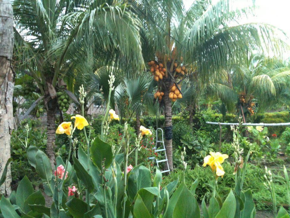 ホテル El Mirador Ecologico, Ometepe Altagracia エクステリア 写真